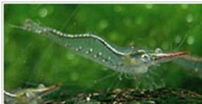 Nashorngarnele Caridina gracilirostris