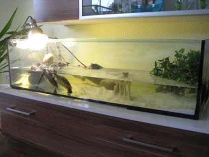 2 Wasserschildkröten Terrarium kompl. Zubehör