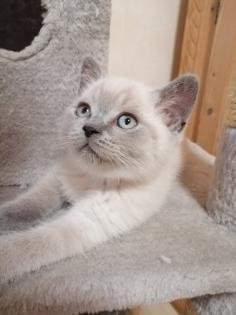 BKH-Kitten lilac-point und blau