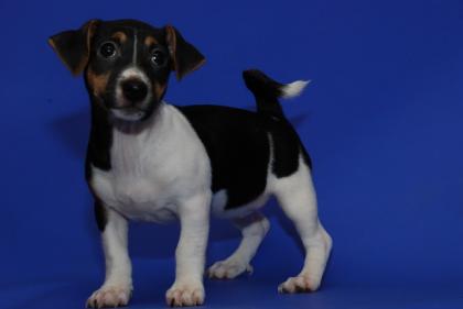 Jack Russell Hündin geb. am 11. 5. 09