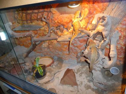 Barti-Zuchtgruppe 1. 2 gerne mit Terrarium für 300EUR