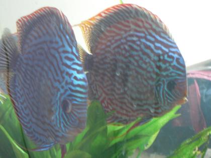 3 x Diskus Zucht Paare Rot Türkis
