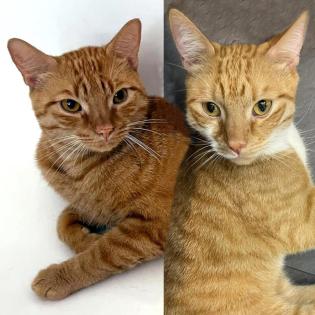 PAUL UND KRÜMELCHEN - europ. Hauskatzen - 3 Jahre - Tierhilfe-Franken e. V.