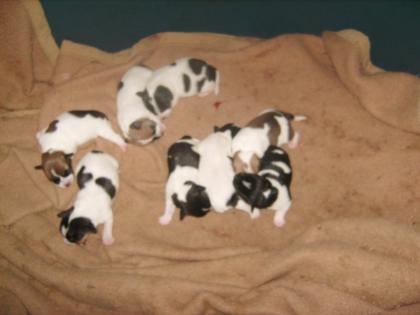 Hundebabys zu verkaufen Jack Russel