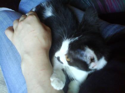 Junge verspielte und liebe Katze zu verschenken