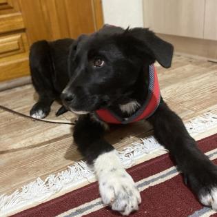 Blackie / Status sucht ein Zuhause