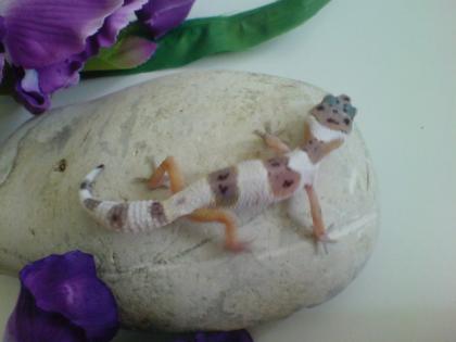 Verkaufe Leopardgecko NZ-2010 Adulte www. reptilien-zuhause. cms4people. de
