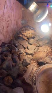 Weibliche pantherschildkröte
