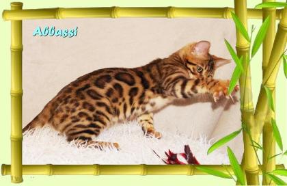 Bengal Kater sehr pfiffig keck und immer fröhlich sucht ein tolles Zuhause
