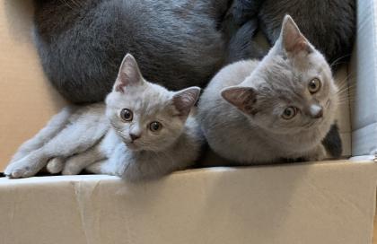 BKH Kitten suchen ein liebevolles zu Hause
