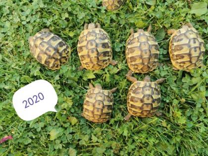 Griechische landschildkröten Nz 2022/2021