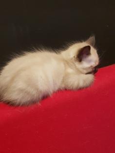 Reinrassige Balinesische Siam Kitten Langhaar Selten