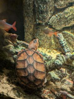 Kinosternon Cruentatum Rotwangen Klappschildkröte