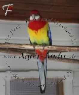 Platycercus eximius - ROSELLASITTICH / PRACHTROSELLA pro Vogel 30 00 EUR