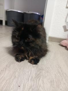 Perser und Sphynx Jungtiere Mädchen