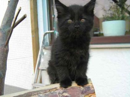Supersüße Maine Coon Herzensbrecherin sucht.