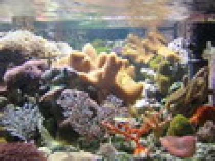Meerwasser Aquarieneinrichtungen Clownfische Nachzucht