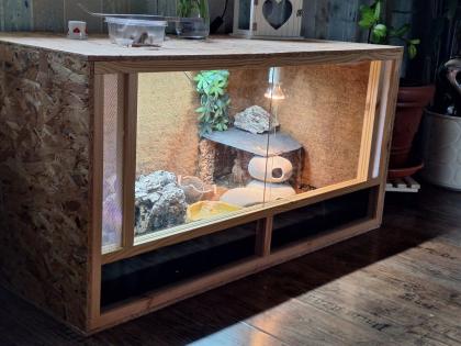 Blauzungenskink mit komplettem Zubehör nur ohne Terrarium