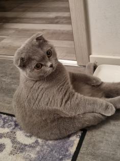 Süsse BKH Kitten Mix suchen neues Zuhause