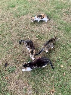 Kitten Katzenbabys Hofkatzen