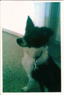 Border Collie 1 Jahr 300 00 VB