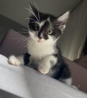 Babykatze Männlich
