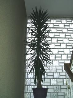 Yucca Palme 3 50 m hoch mit 55cm Stamm