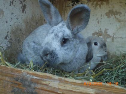 Dakota und Alf suchen dich.