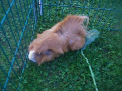 Meerschweinchen Bock