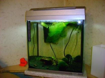 30 L Komplett Aquarium zu verkaufen