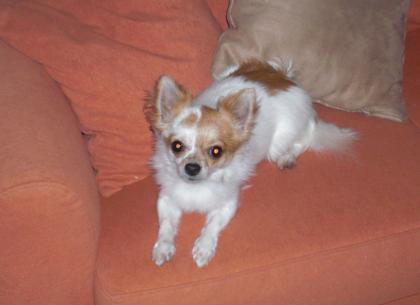 Reinrassiger Langhaar - Chihuahua 1 3Jahre alt