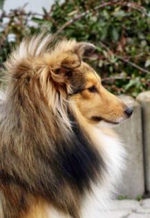 Sheltiewelpen mit VDH-Papiere Minicollie