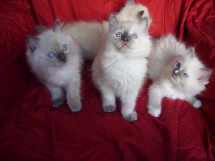 Supersüße Ragdoll Babys