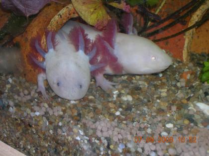 Gebe Axolotl s ab