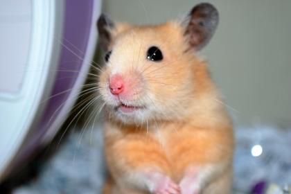 Handzahme HAMSTER aus BIO-Zucht