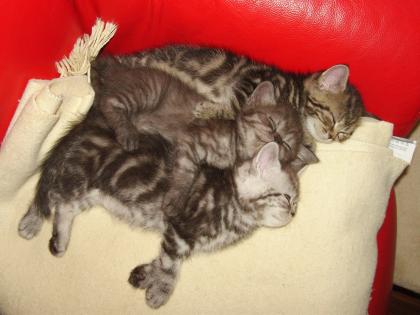 5 BKH x Perser Katzen / Kätzchen geboren am 03. 08