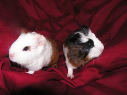Glatthaarmeerschweinchen US-Teddy/ und CH-Teddy-Träger