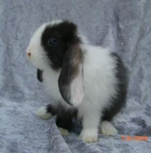 Miniwidder Zwergkaninchen NHD-Mix