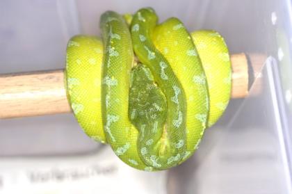Morelia viridis Baumpython verschiedene Lokalvarianten