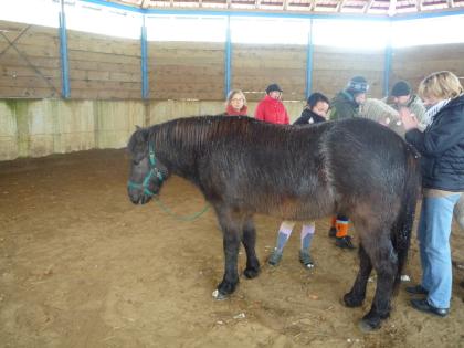 Workshop Neue Wege in der Heilung von Mensch und Tier