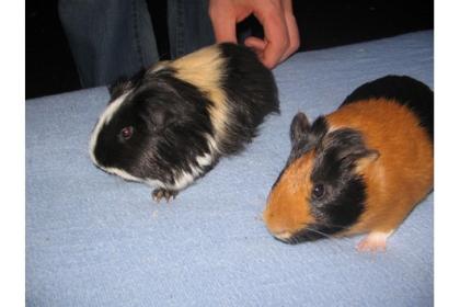 2 Meerschweinchen Böcke Käfig abzugeben