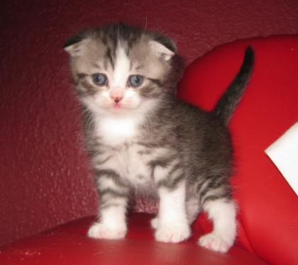 Zuckersüße Scottish Fold Kitten