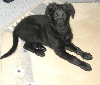 Labrador-Golden-Retriever Welpe abzugeben