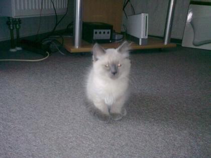 Süßes Ragdoll7Siam thai Katerchen