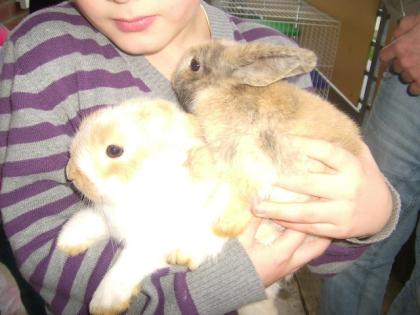 2 Kaninchen 2 Baby Kaninchen zu verschenken