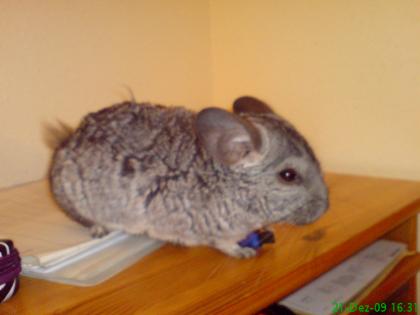 Chinchilla sucht neues zuhause