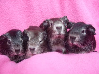 Junge Rassemeerschweinchen Glatthaar abzugeben