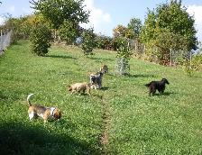 Liebevolle Hundebetreuung mit Familienanschluß
