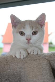 Britisch Kurzhaar Kitten Quebec - Ein Traum in creme-weiß