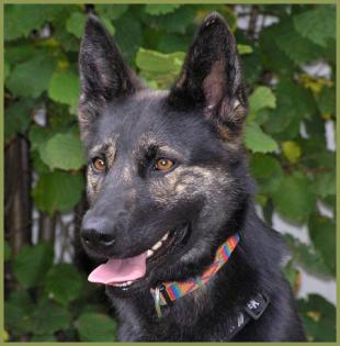 Georgia Schäferhund-Mix 1 Jahr w